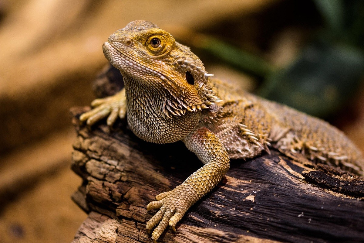 bearded dragon glass surfing bearded dragon glass surfing