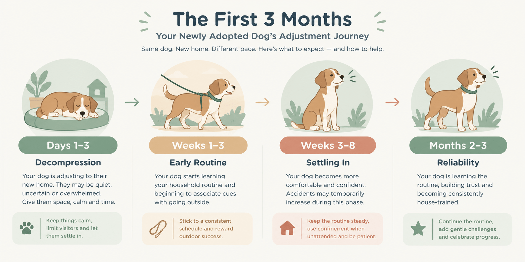 housetraining a rescue dog