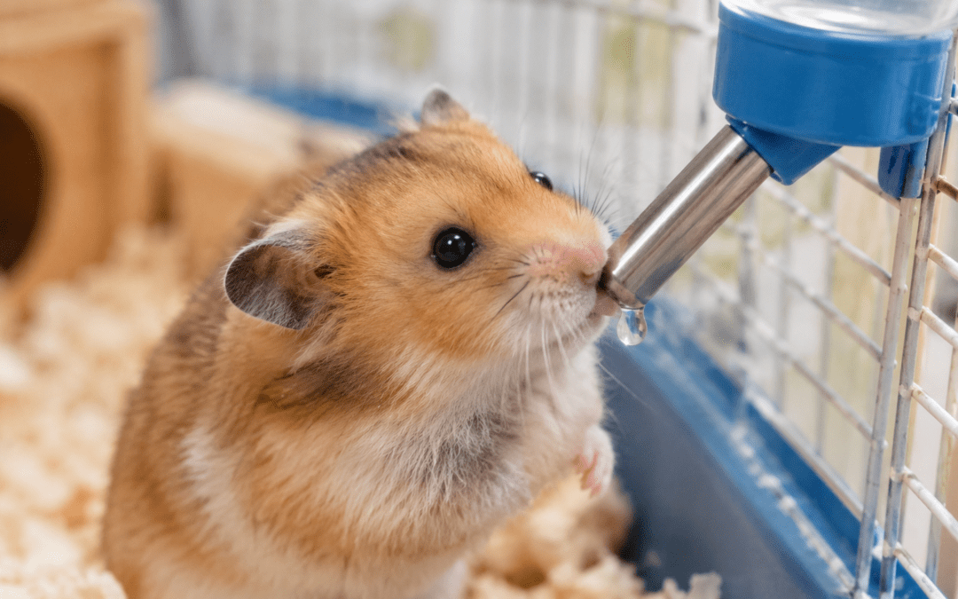 How Long Can a Hamster Go Without Water