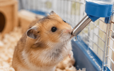 How Long Can a Hamster Go Without Water
