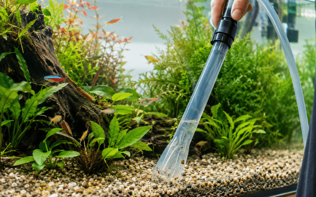 how to clean a fish tank without killing fish
