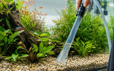 how to clean a fish tank without killing fish