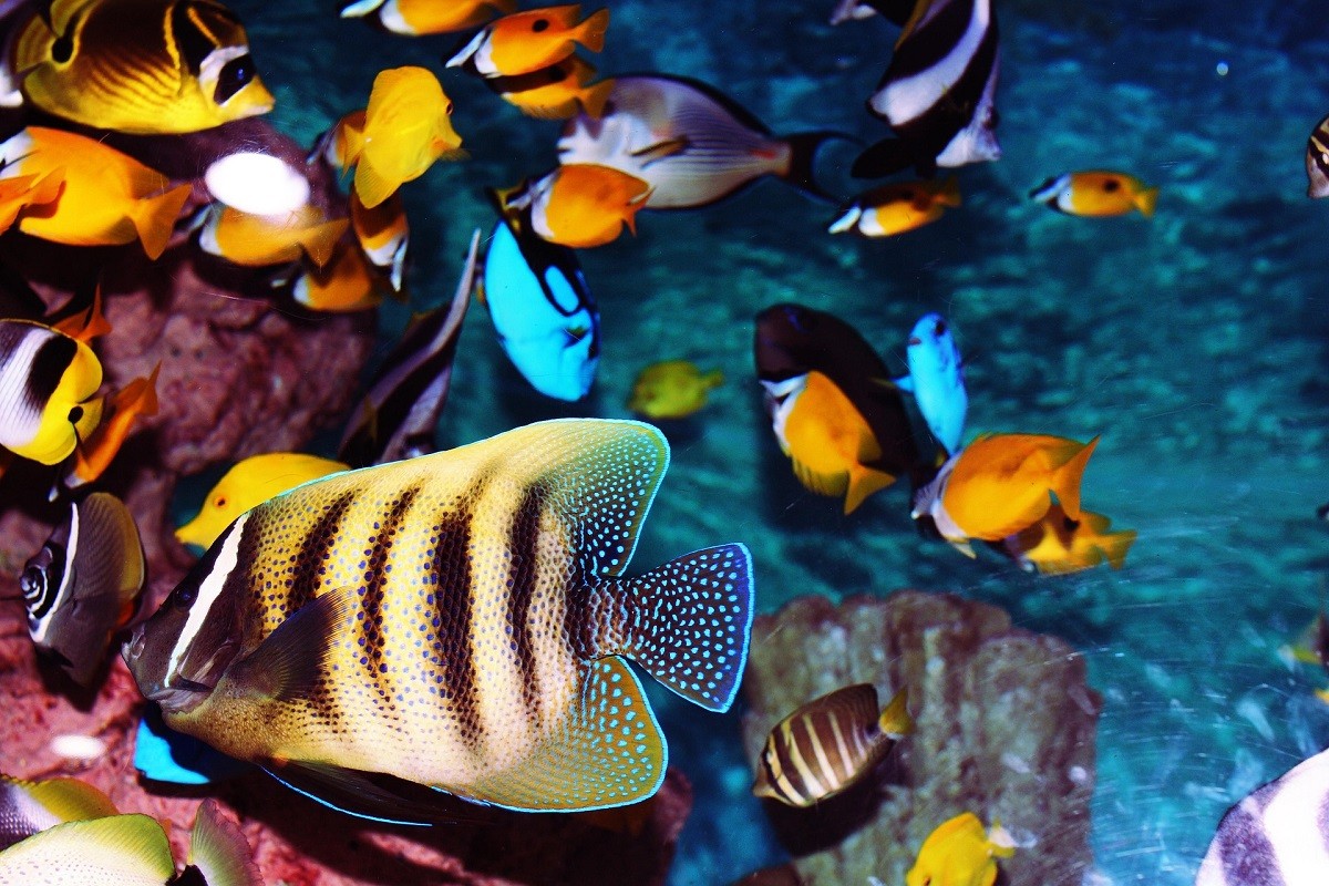 fish aggression in tank