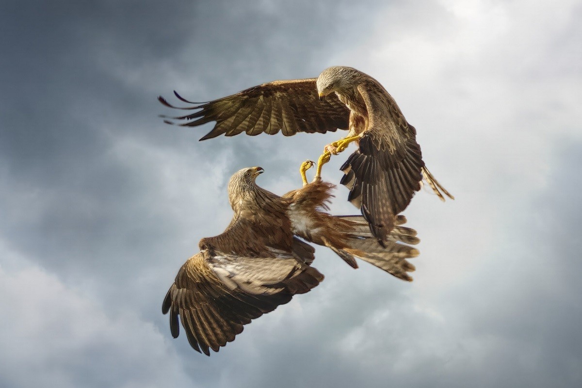 bird feather plucking causes