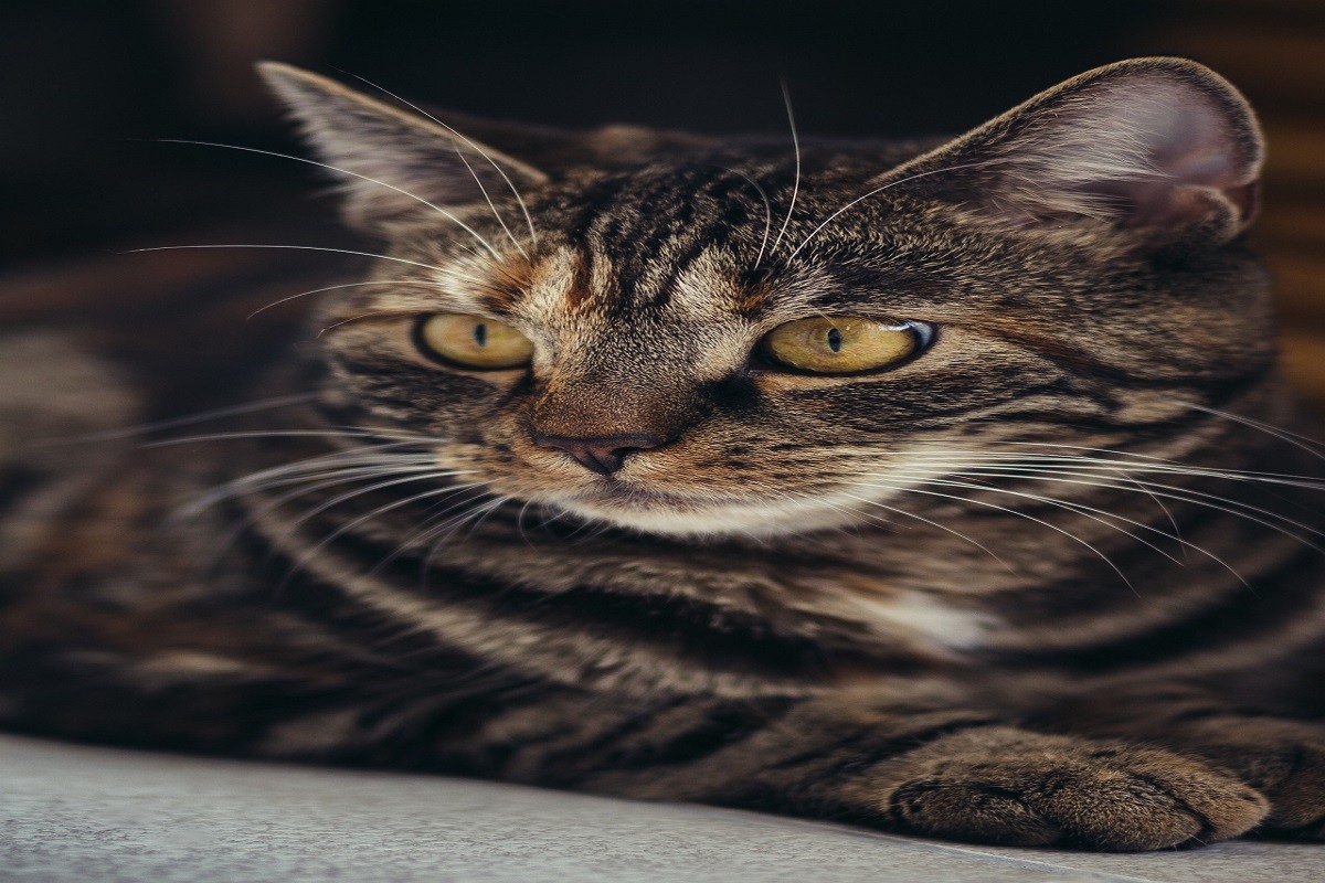 cat on cat aggression