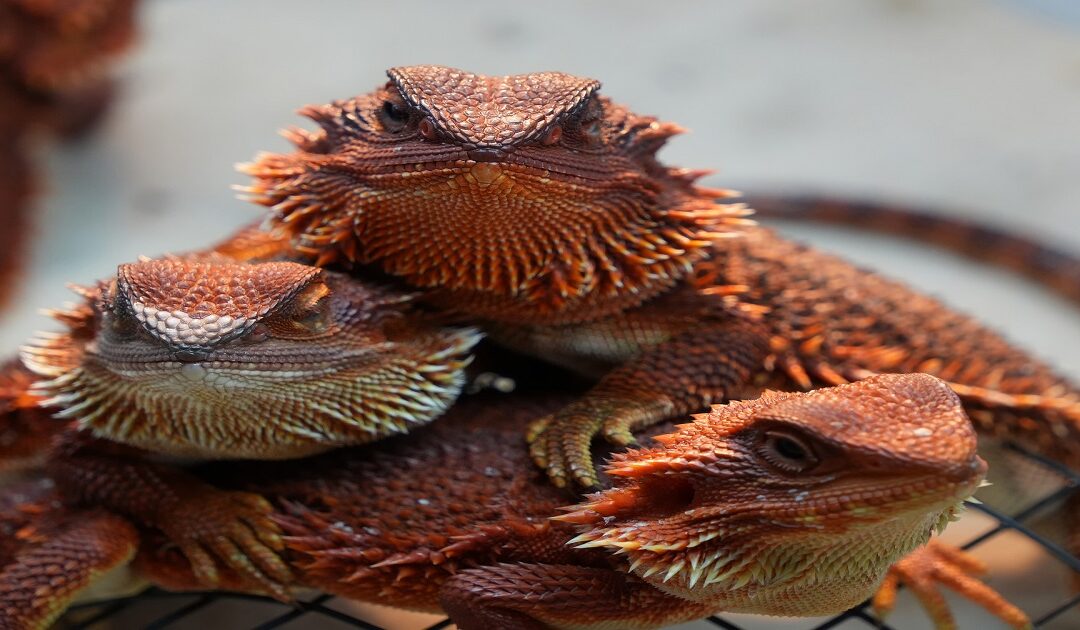 Bearded Dragon Glass Surfing: Causes & How to Stop