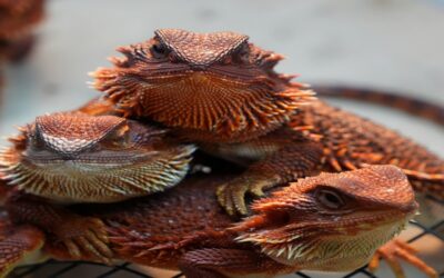 Bearded Dragon Glass Surfing: Causes & How to Stop