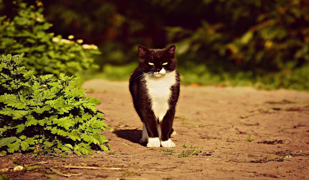 cat on cat aggression