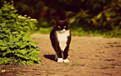 Cat on Cat Aggression: Causes, Types & How to Fix It