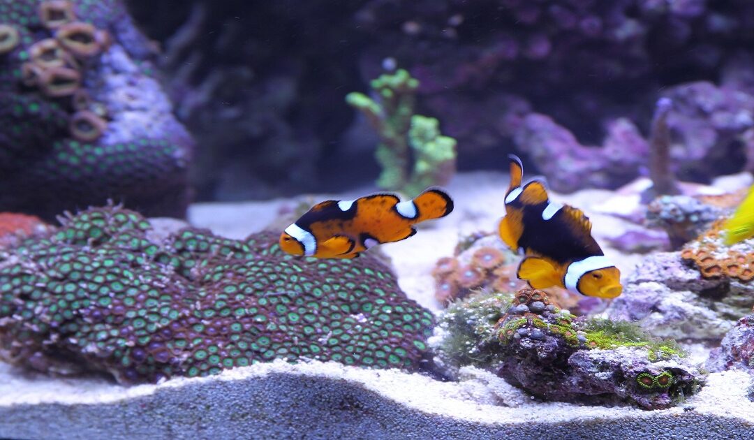 fish aggression in tank