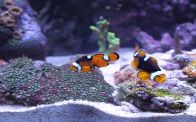 Fish Aggression in Tank: Causes & How to Fix It