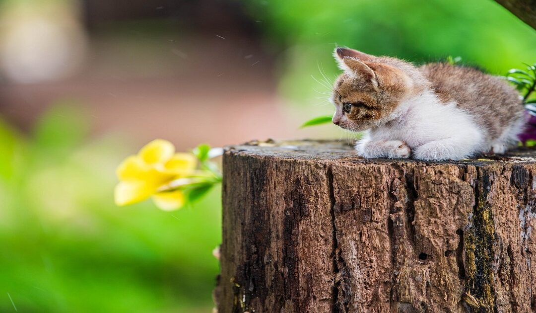 Best Small Pets That Like to Cuddle: A Real Guide