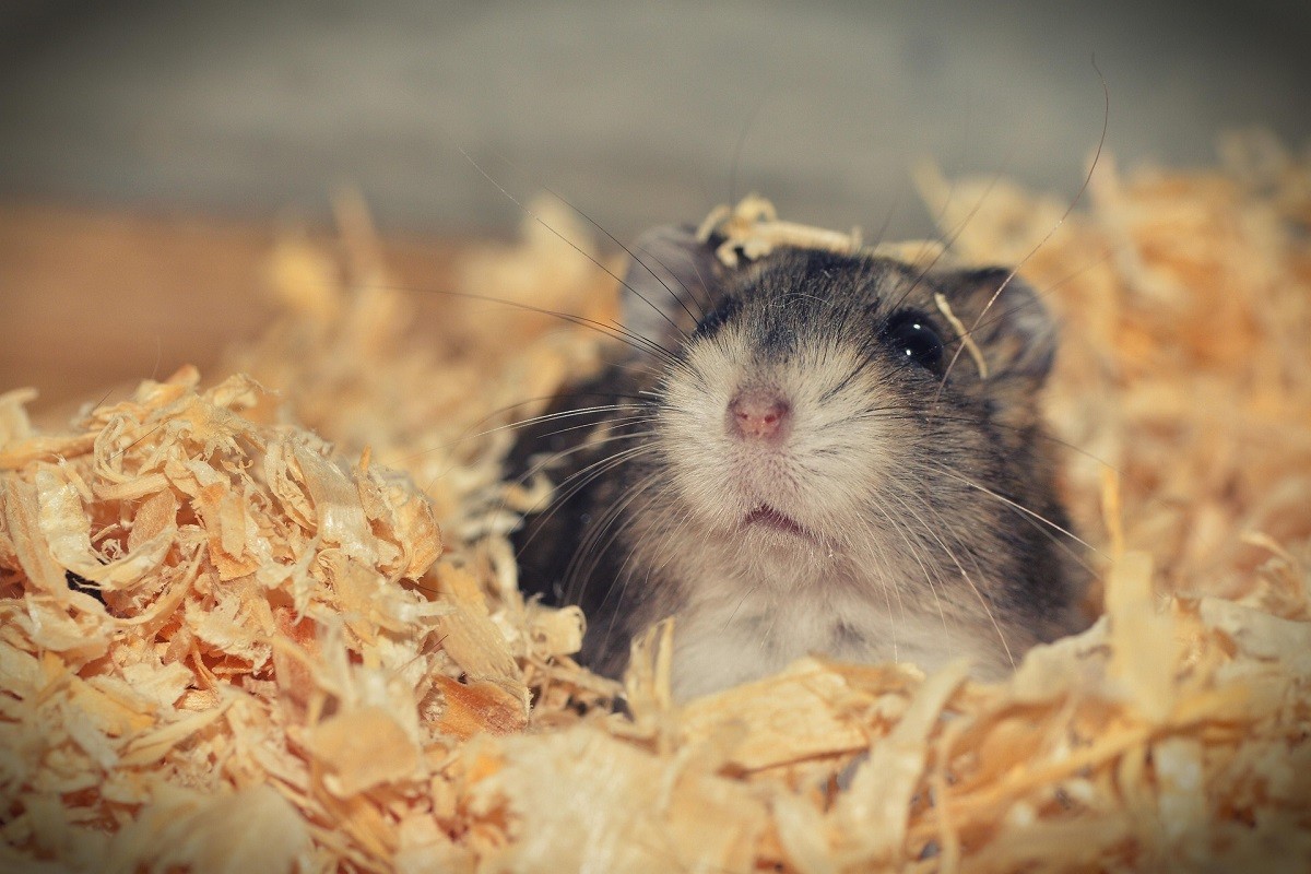 hamster biting cage bars