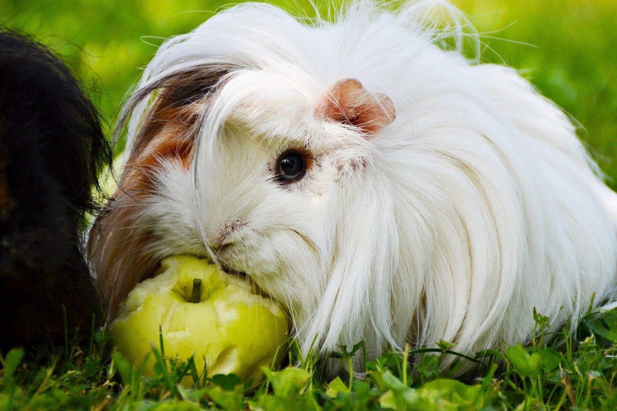 guinea pig teeth chattering guinea pig teeth chattering