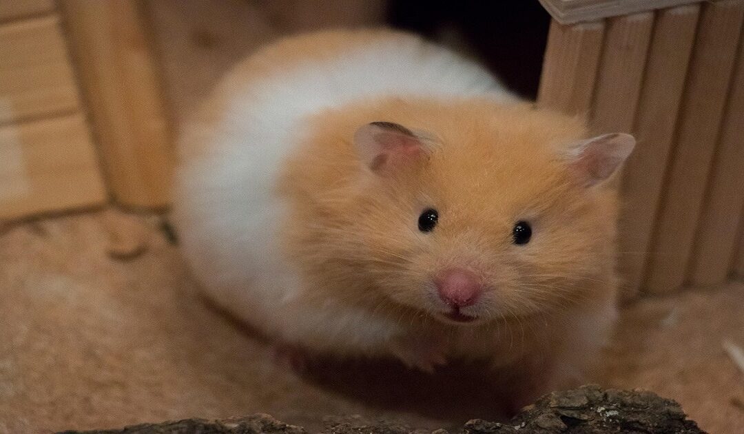 hamster biting cage bars