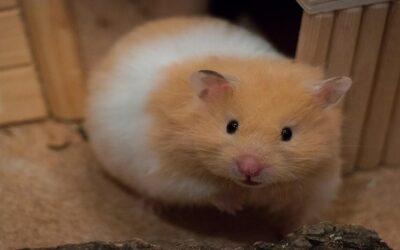 Hamster Biting Cage Bars: Causes & How to Stop It