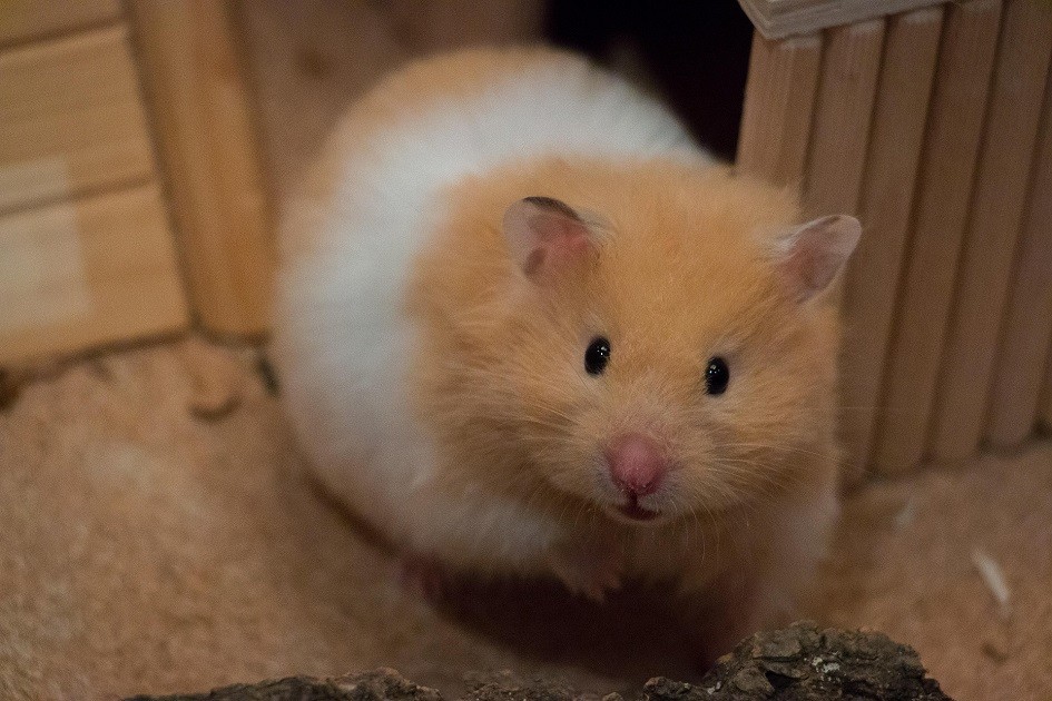 Hamsters