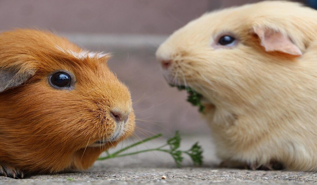 Guinea Pig Teeth Chattering: What It Really Means