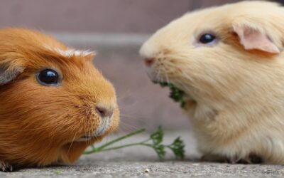 Guinea Pig Teeth Chattering: What It Really Means
