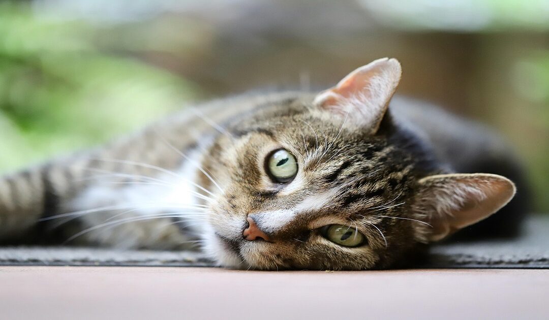 Why Is My Cat Acting Different All of a Sudden? (Vet Tips)