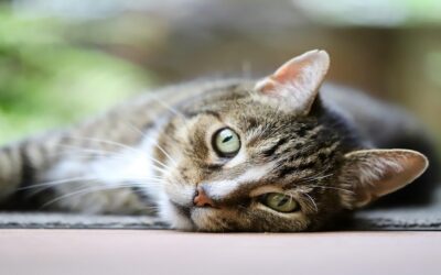 Why Is My Cat Acting Different All of a Sudden? (Vet Tips)