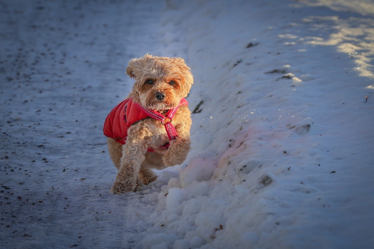 cavapoo behavior problems