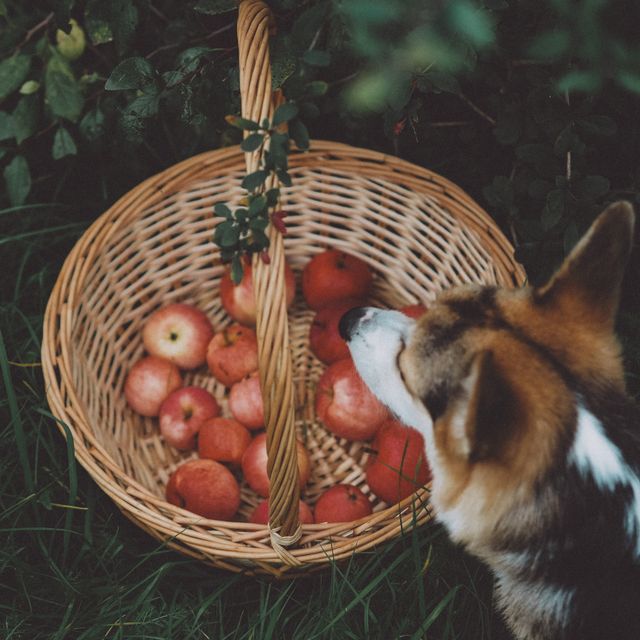 Are apples ok for dogs