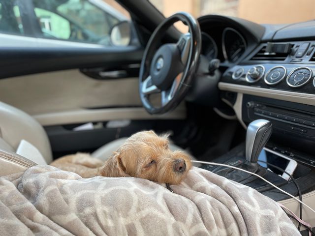 Dog seat for car