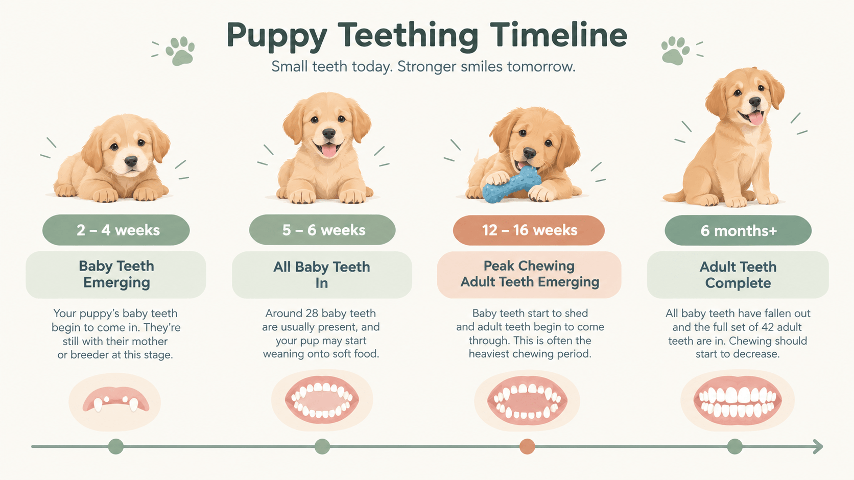 puppy chewing furniture teething