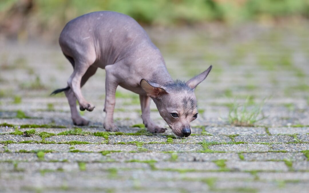 Xoloitzcuintli, a hairless rare dog breed