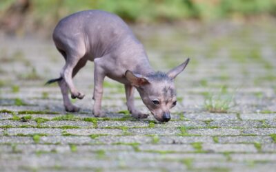 Rare Dog Breeds: The World’s Most Uncommon Dogs