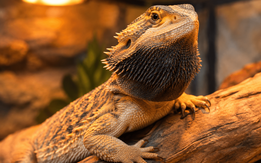 signs a bearded dragon is stressed