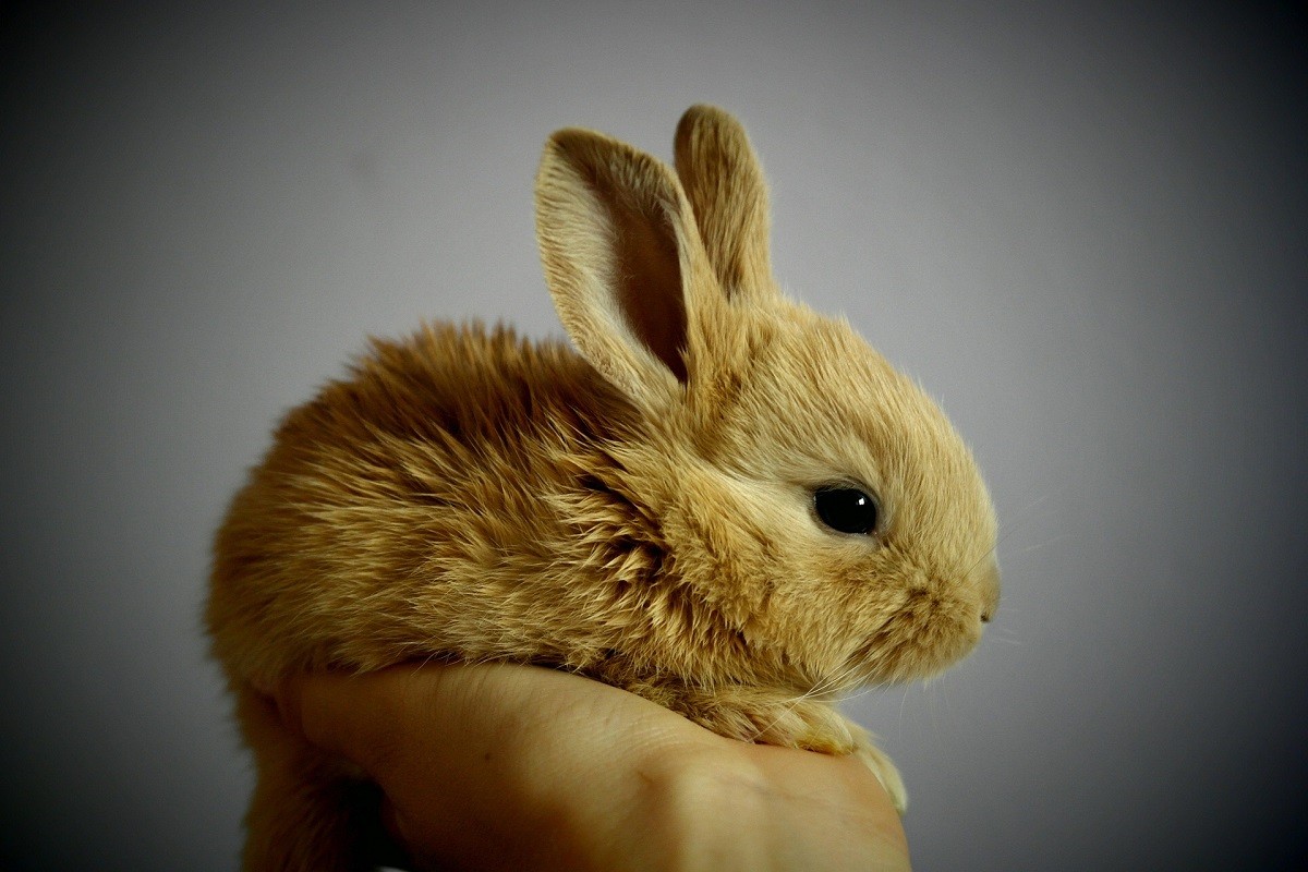 rabbit aggressive behavior