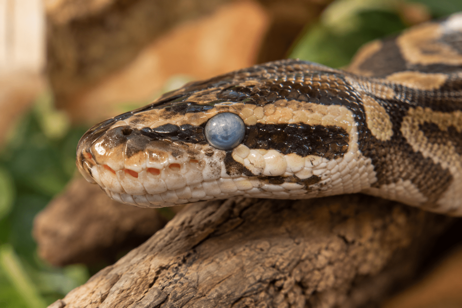 snake eyes turning blue
