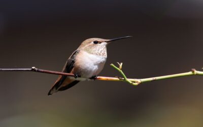 Bird Feather Plucking Causes: What’s Really Going On