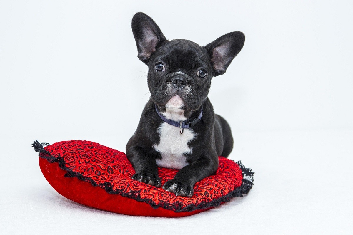 dog in heat behavior