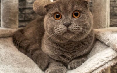 Best Cat Trees for Large Cats: Essential Safe Picks (2026)
