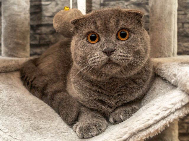 Best Cat Trees for Large Cats