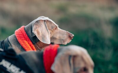 Hairless Dog Breeds