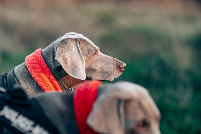 Hairless Dog Breeds