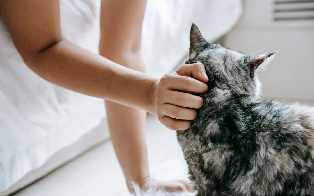 Relaxed cat at home with owner's hand resting on the back of its neck