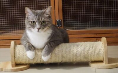 Advantage Flea Control: How It Works & Safety Tips (UK)