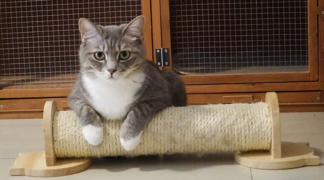 Advantage Flea Control: How It Works & Safety Tips (UK)