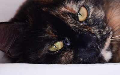 Are Tortoiseshell Cats Rare? 7 Surprising Tortie Facts 2026