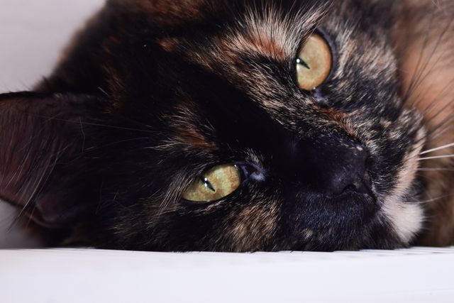 Are Tortoiseshell Cats Rare? 7 Surprising Tortie Facts 2026