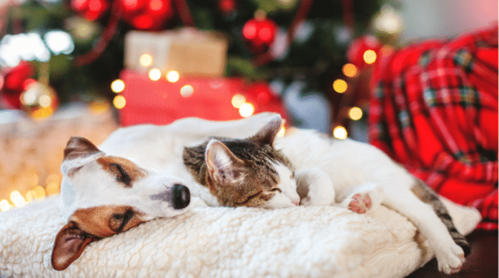 Best Dog Presents: Essential Safe Gift Guide (2026)