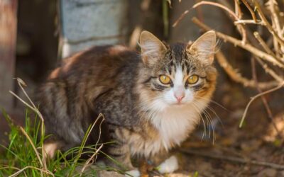 Brown Cat: The Essential Guide to Beautiful Breeds (2026)