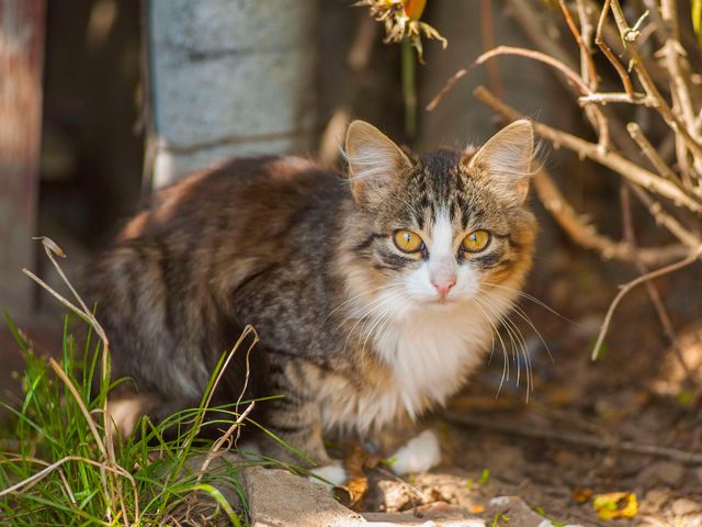 Brown Cat: The Essential Guide to Beautiful Breeds (2026)
