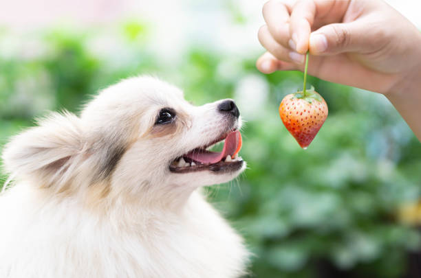 Can Dogs Eat Frozen Strawberries? Safe Serving Guide (2026)