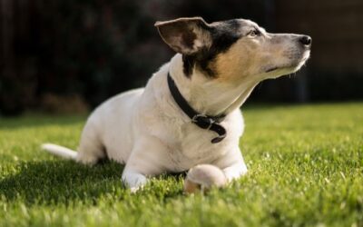 Can Dogs Eat Watermelon Skin? Essential Safe Guide (2026)